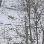 Новоспасское атаковали лисы. Видео нападения лесных хищников на дома местных жителей