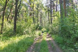 Минприроды Ульяновской области незаконно не допустило до торгов на аренду леса